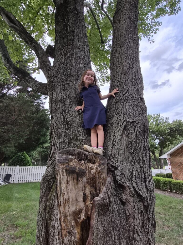 Primary student playing in a tree outdoors