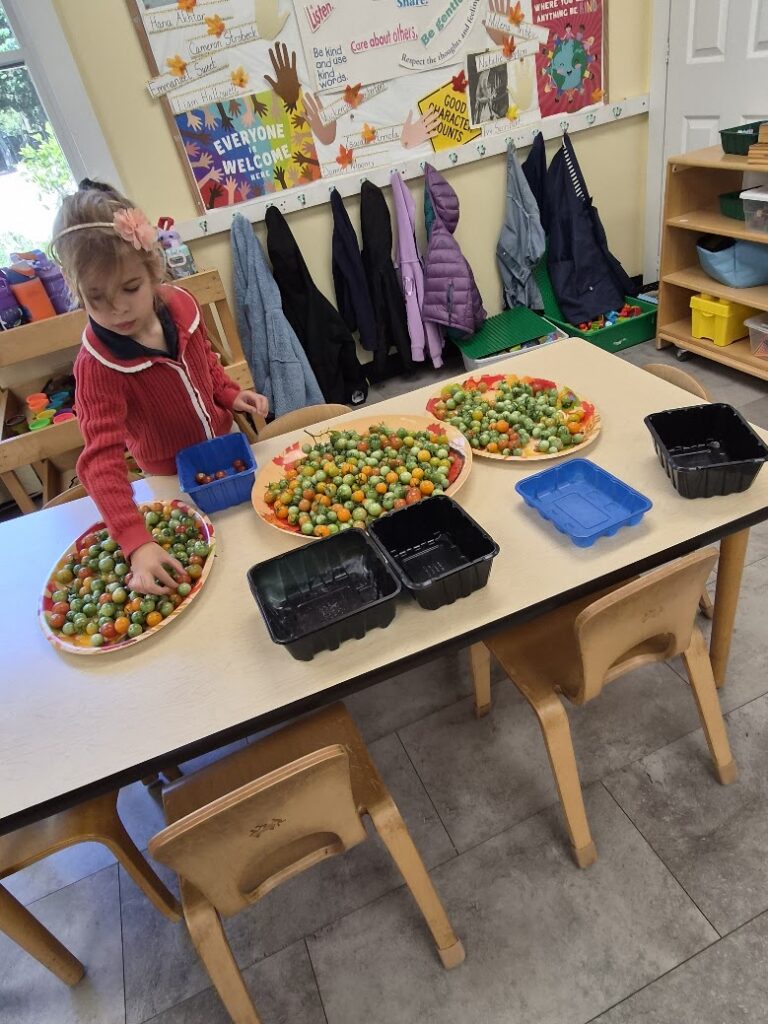 Primary student with tomatoes from the garden